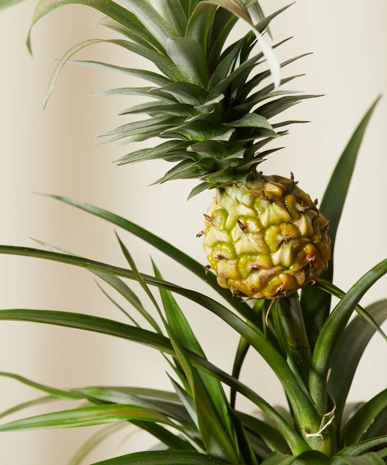 Buy Homeforest Potted Bromeliad Pineapple Buy Homeforest Potted Bromeliad Pineapple