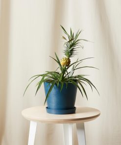 Bromeliad Pineapple