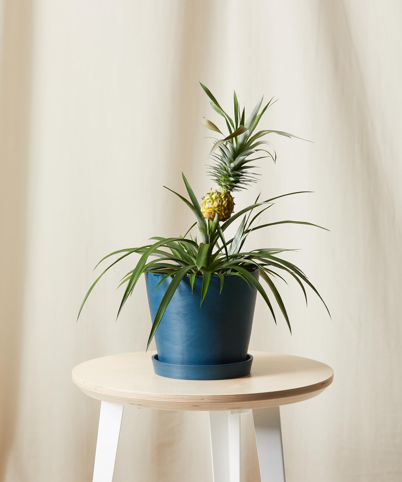 bloomscape_bromeliad-pineapple_indigo