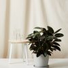Bloomscape Large Burgundy Rubber Tree potted in Stone Ecopot.
