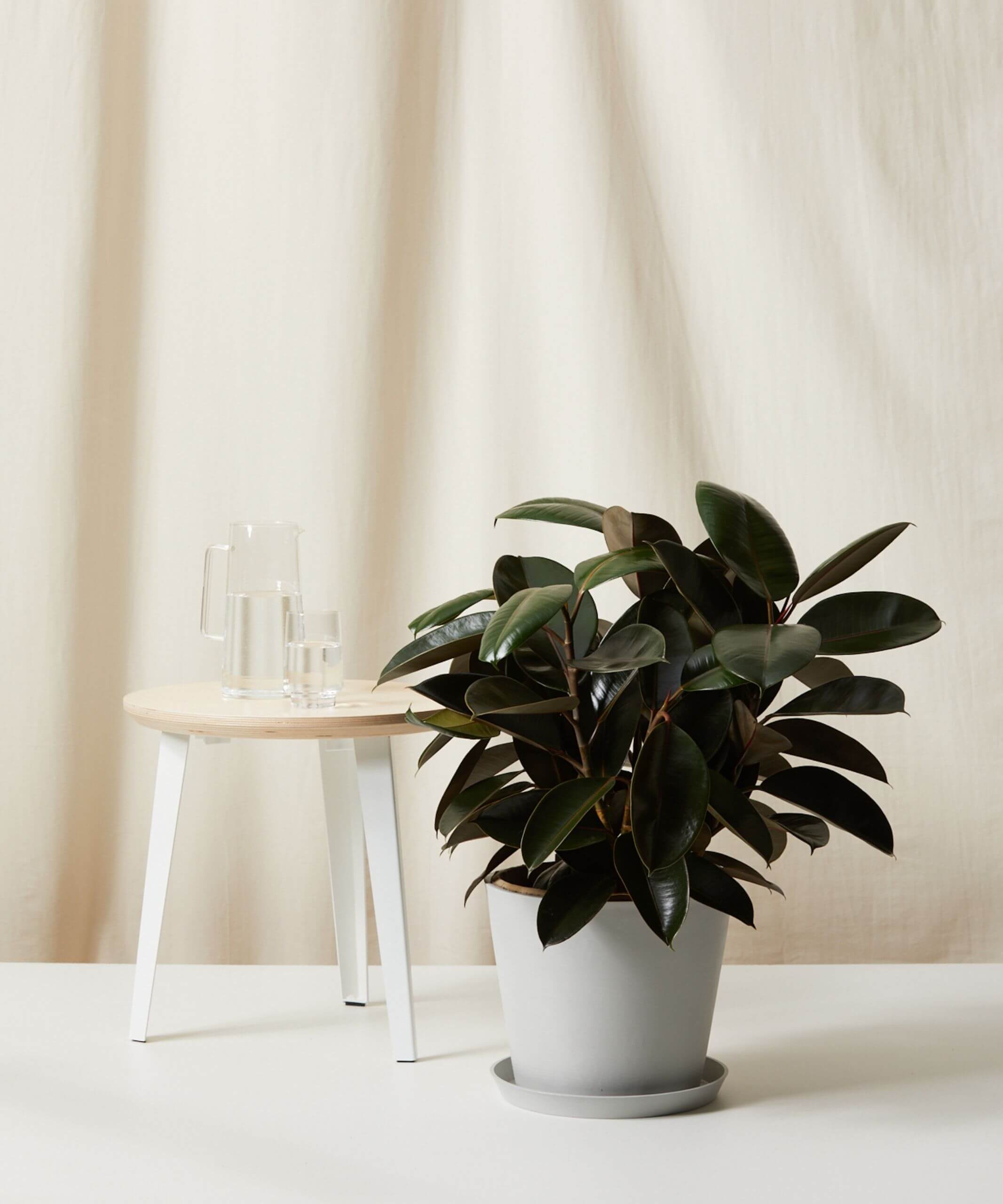 Buy Homeforest Potted Burgundy Rubber Tree Bloomscape Large Burgundy Rubber Tree potted in Stone Ecopot.