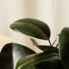 Buy Homeforest Potted Burgundy Rubber Tree