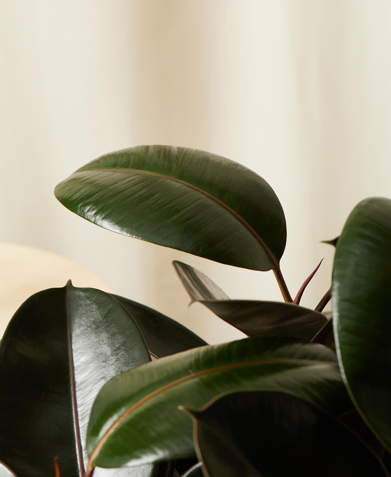 Buy Homeforest Potted Burgundy Rubber Tree Buy Homeforest Potted Burgundy Rubber Tree
