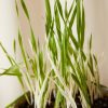 Buy Homeforest Edible Garden Potted Cat Grass