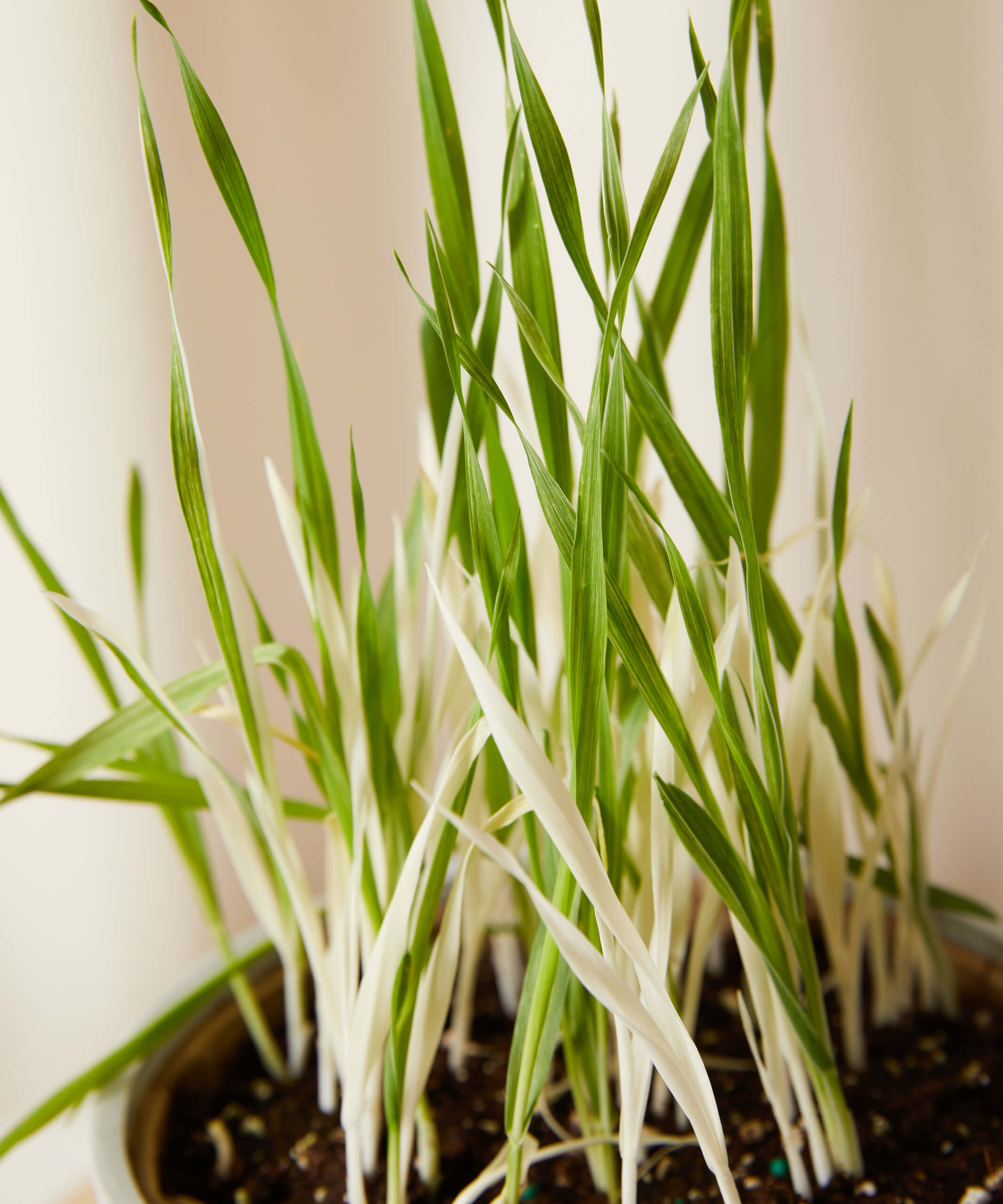 Buy Homeforest Edible Garden Potted Cat Grass Buy Homeforest Edible Garden Potted Cat Grass