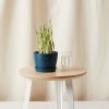 Buy Homeforest Edible Garden Potted Cat Grass