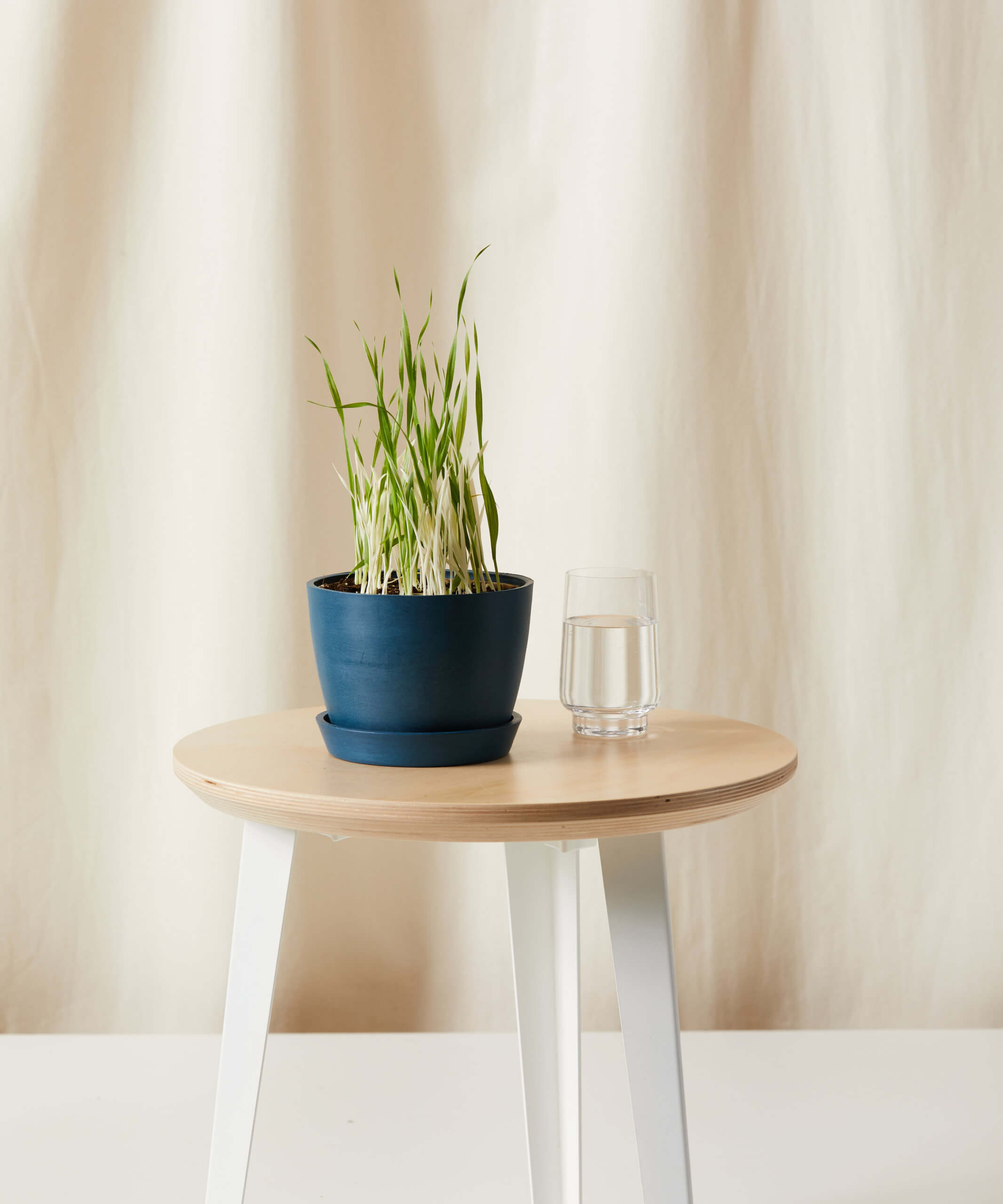 Buy Homeforest Edible Garden Potted Cat Grass Buy Homeforest Edible Garden Potted Cat Grass