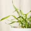 Buy Homeforest Edible Garden Potted Cat Grass