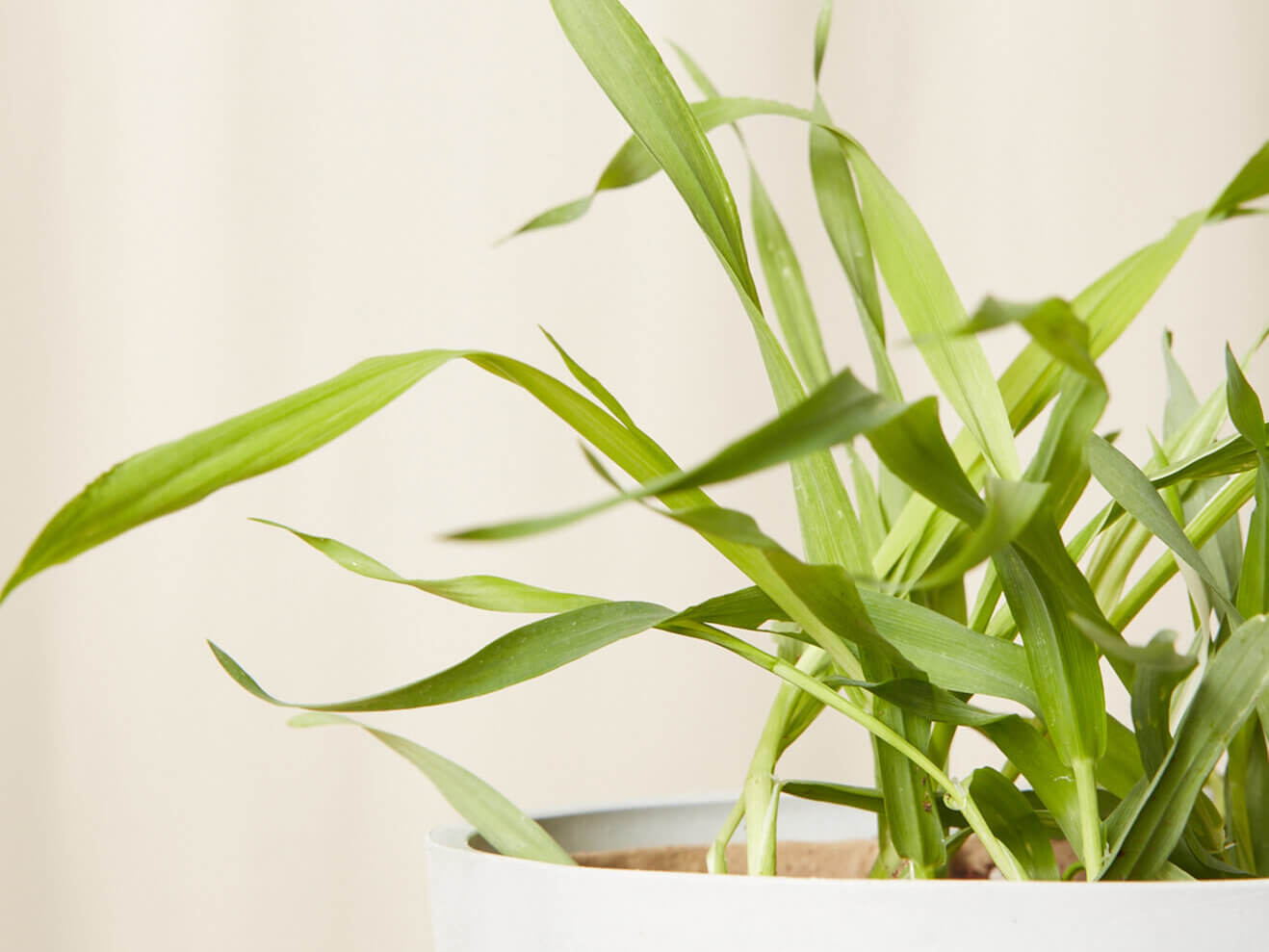 Buy Bloomscape Edible Garden Potted Cat Grass