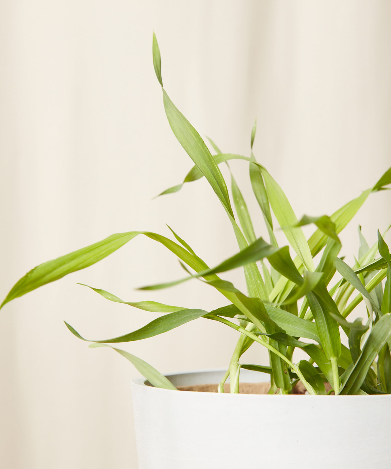 Buy Homeforest Edible Garden Potted Cat Grass Buy Homeforest Edible Garden Potted Cat Grass