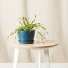Buy Homeforest Edible Garden Potted Cat Grass