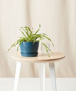 Buy Homeforest Edible Garden Potted Cat Grass