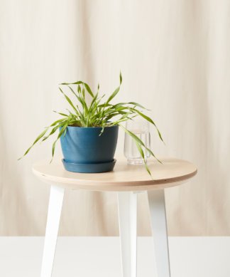 Buy Bloomscape Edible Garden Potted Cat Grass