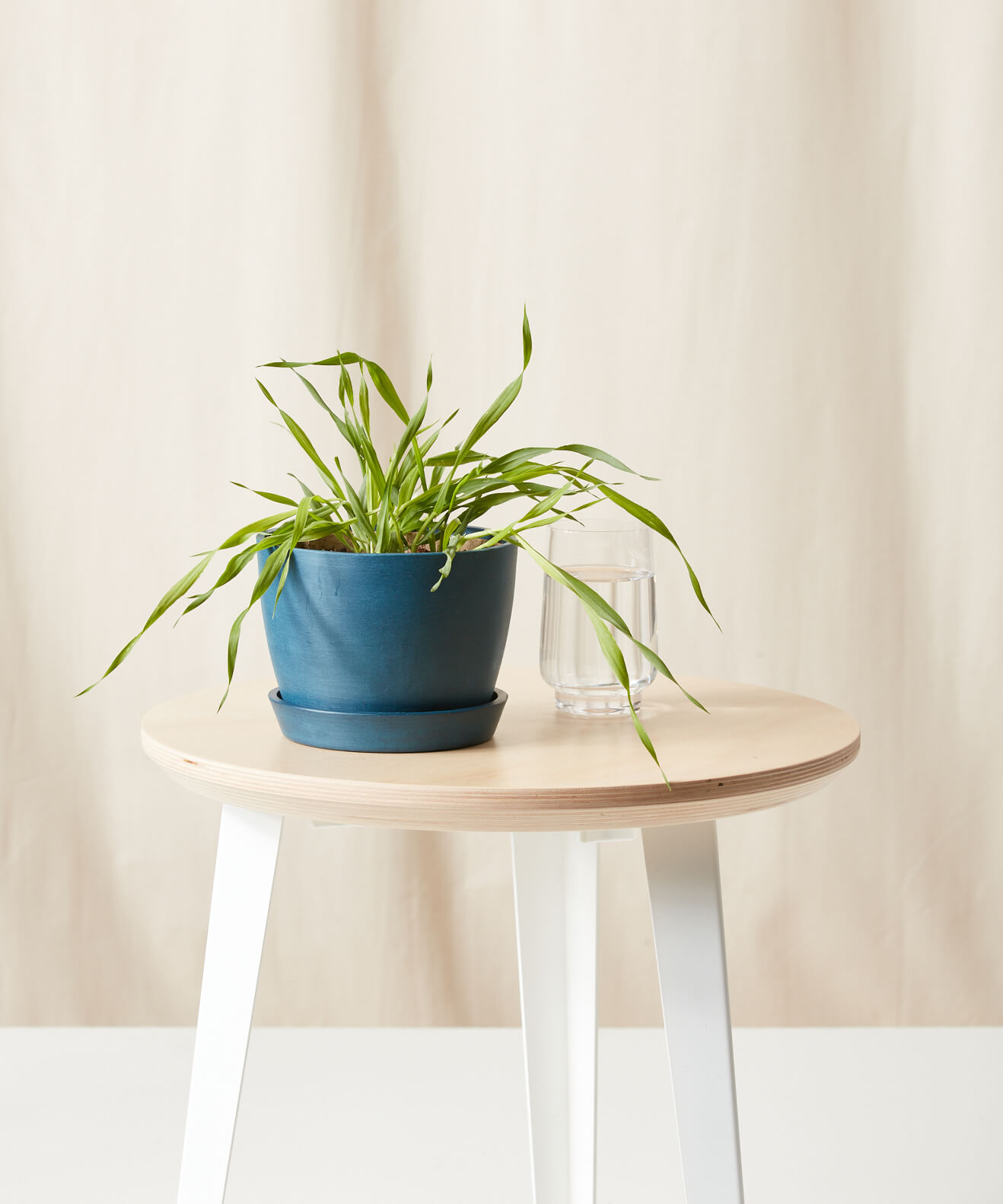 Buy Homeforest Edible Garden Potted Cat Grass Buy Homeforest Edible Garden Potted Cat Grass