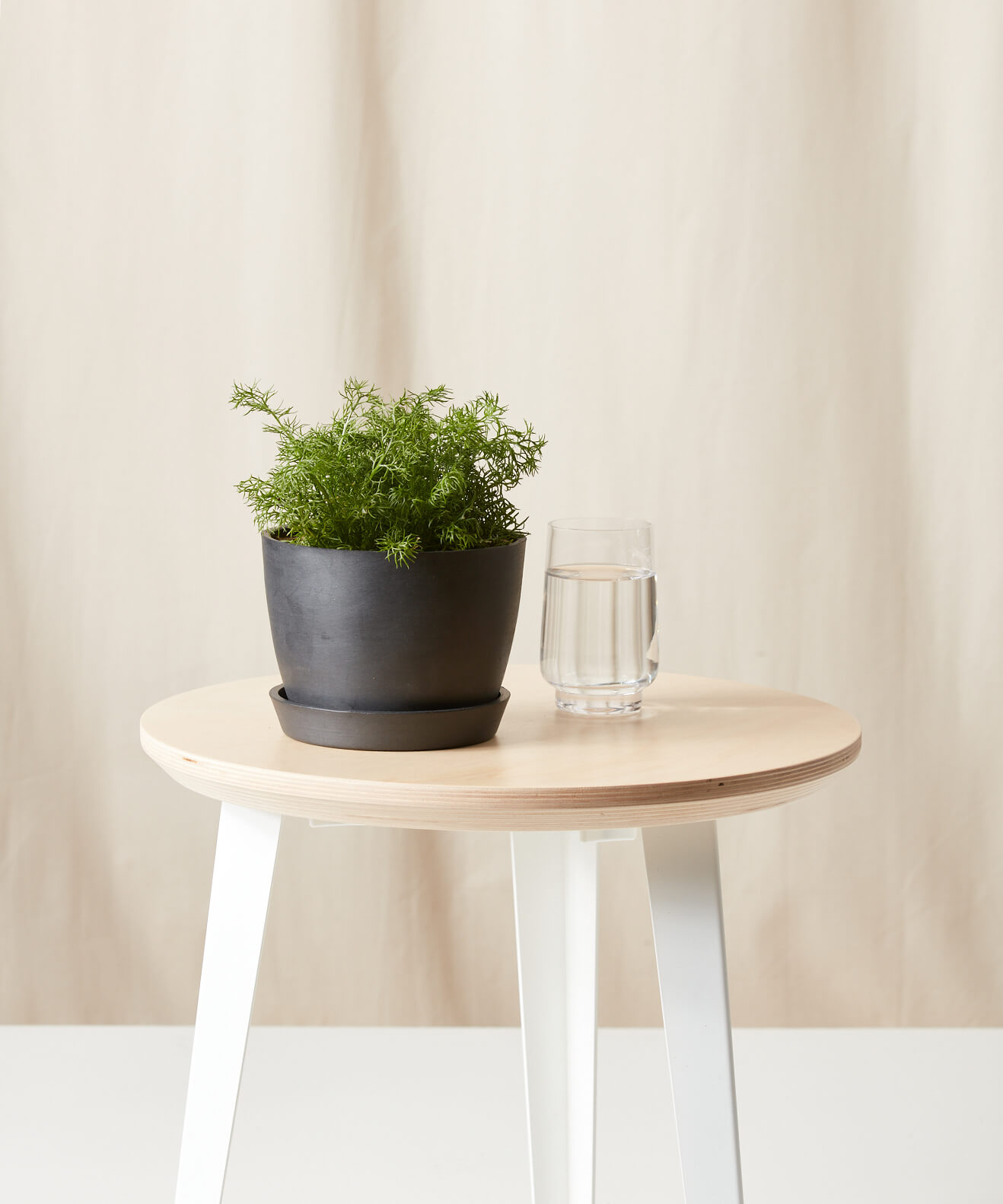 Buy Homeforest Potted Chamomile Buy Homeforest Potted Chamomile