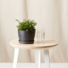 Buy Homeforest Potted Chamomile