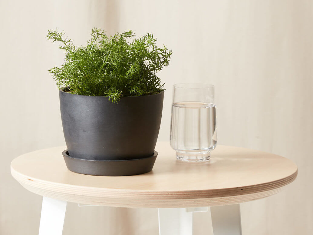 Buy Bloomscape Potted Chamomile