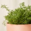 Buy Homeforest Potted Chamomile