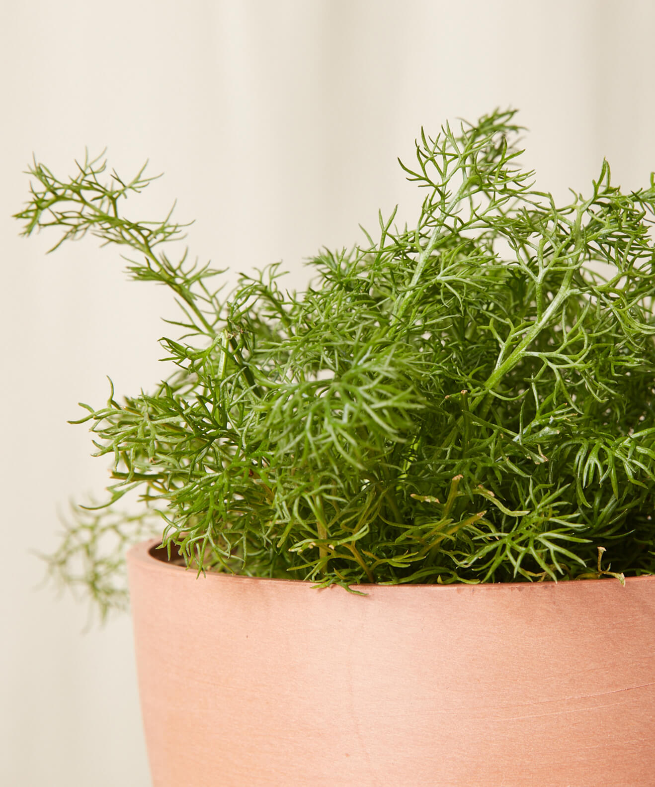 Buy Homeforest Potted Chamomile Buy Homeforest Potted Chamomile