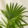 Buy Homeforest Potted Chinese Fan Palm