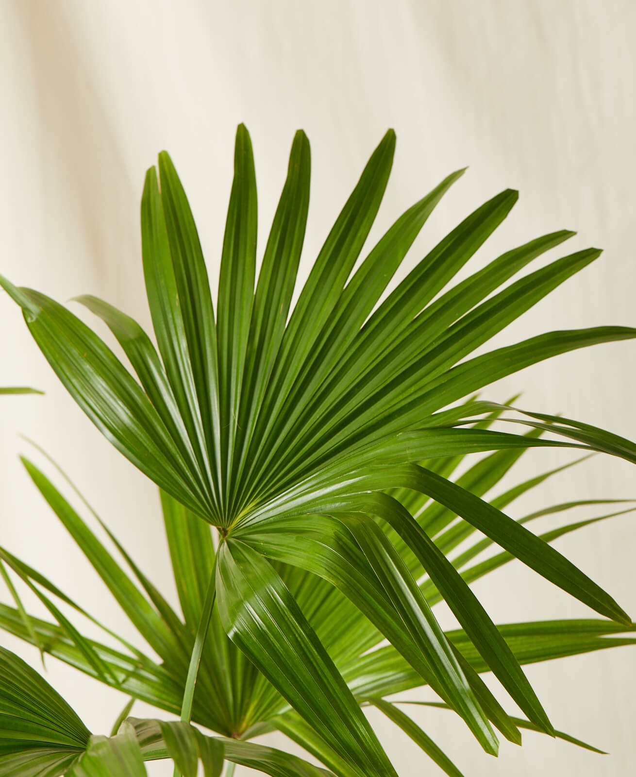 Buy Homeforest Potted Chinese Fan Palm Buy Homeforest Potted Chinese Fan Palm