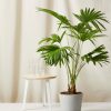Bloomscape Extra-Large Chinese Fan Palm potted in Stone Ecopot