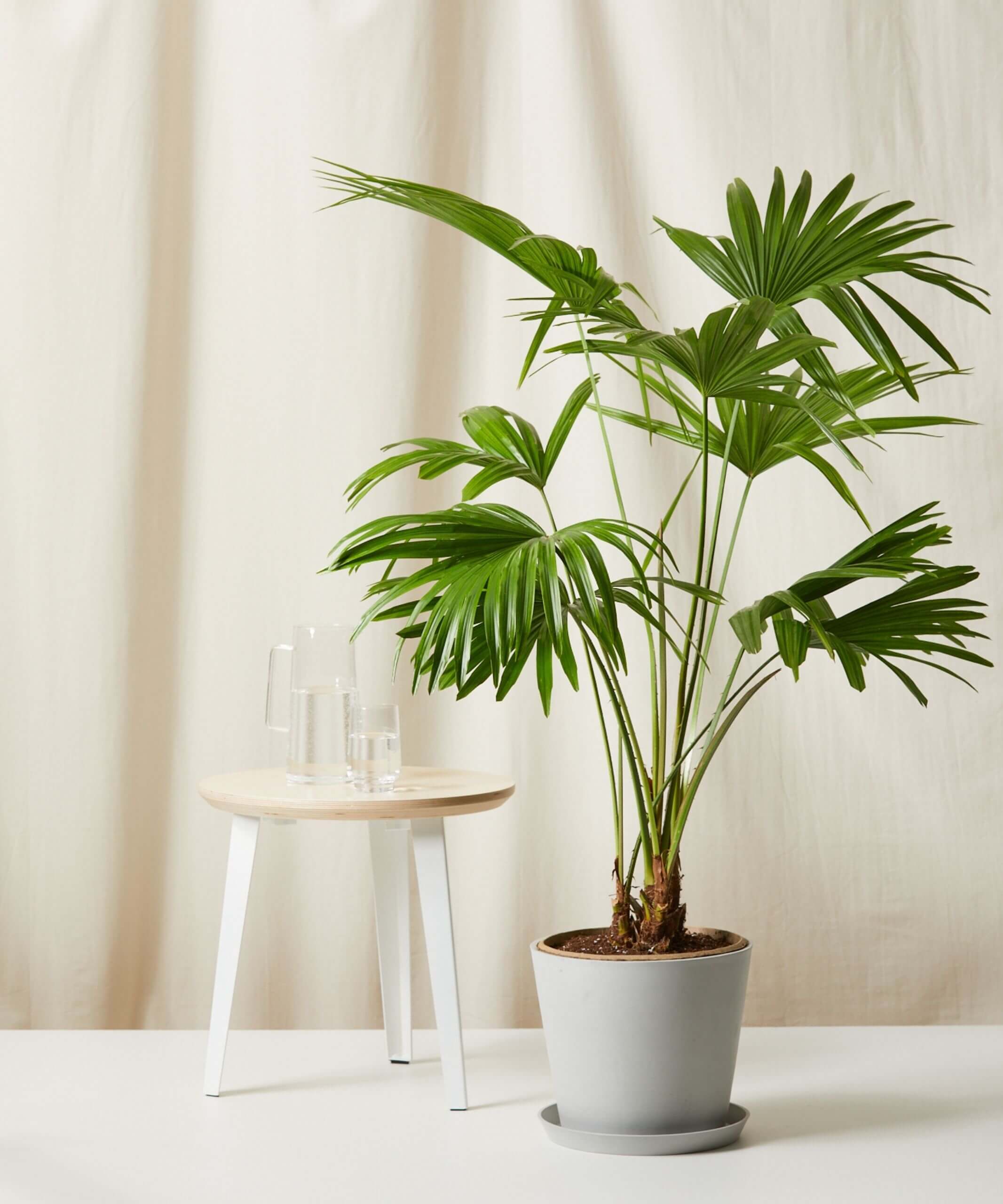 Buy Homeforest Potted Chinese Fan Palm Bloomscape Extra-Large Chinese Fan Palm potted in Stone Ecopot