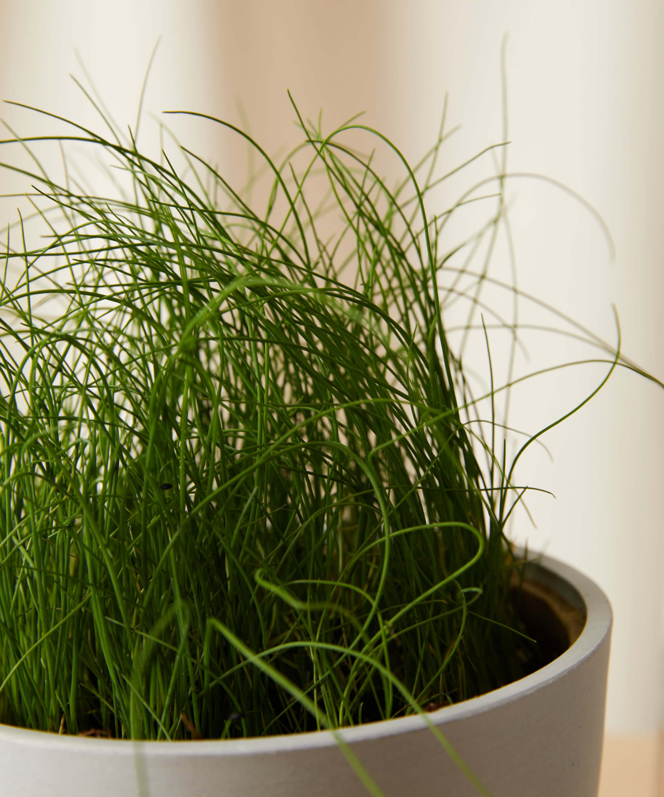 bloomscape_chives_detail