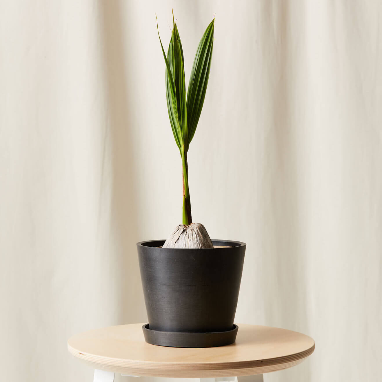 Buy Bloomscape Potted Coconut Palm