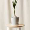 Buy Homeforest Potted Coconut Palm