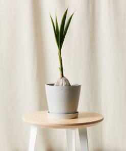 Buy Homeforest Potted Coconut Palm