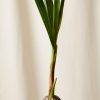 Buy Homeforest Potted Coconut Palm