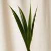 Buy Homeforest Potted Coconut Palm