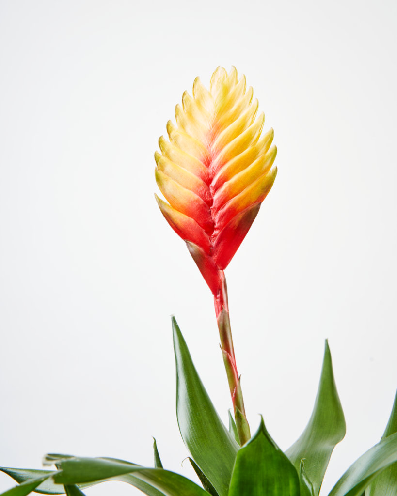 bloomscape_collections_bromeliad_bromeliad-miranda_detail-819x1024-2 Buy Bloomscape Potted Bromeliad Collection