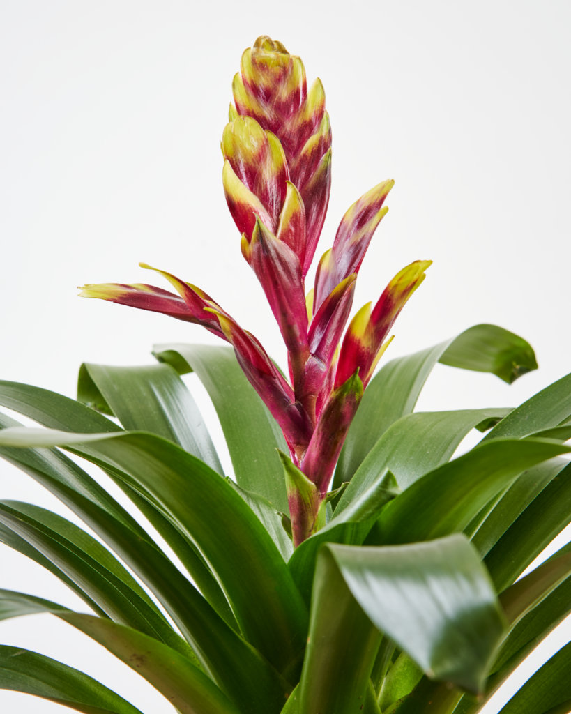bloomscape_collections_bromeliad_bromeliad-vogue_detail-819x1024-2 Buy Bloomscape Potted Bromeliad Collection