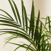 Buy Homeforest Potted Date Palm