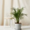 Bloomscape Large Date Palm potted in Stone Ecopot.