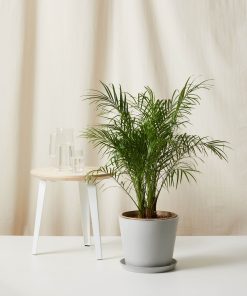 Bloomscape Large Date Palm potted in Stone Ecopot.