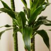 Buy Homeforest Potted Dracaena Dorado