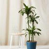 Bloomscape Extra-Large Dracaena Dorado potted in Indigo Ecopot.