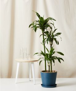 Bloomscape Extra-Large Dracaena Dorado potted in Indigo Ecopot.