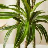 Buy Homeforest Potted Dracaena Gold Lemon-Lime