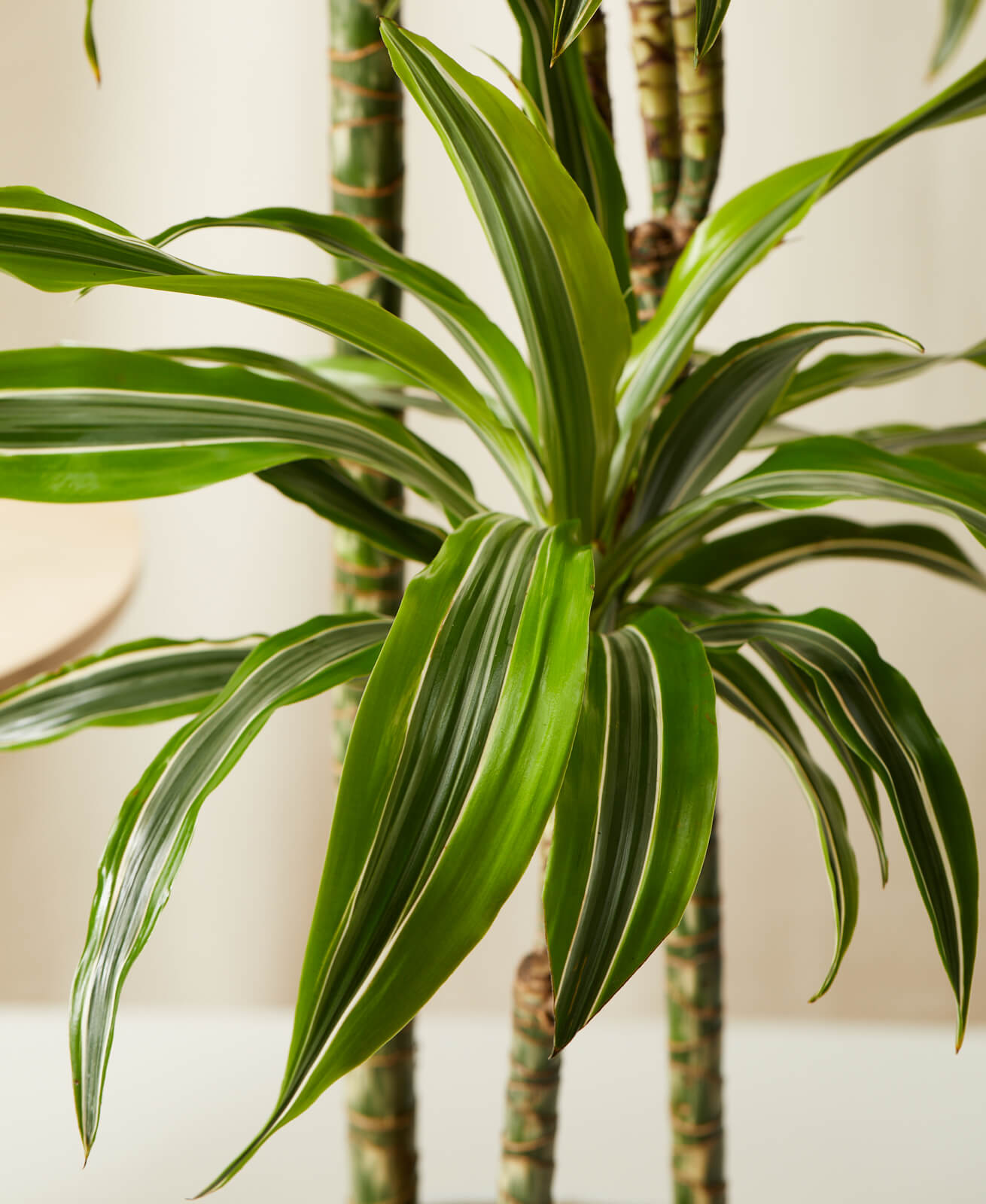 Buy Homeforest Potted Dracaena Gold Lemon-Lime Buy Homeforest Potted Dracaena Gold Lemon-Lime
