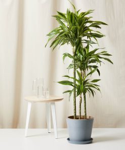 Bloomscape Extra-Large Dracaena Gold Star potted in Slate Ecopot.