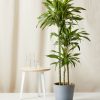 Bloomscape Extra-Large Dracaena Gold Star potted in Slate Ecopot.