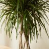 Buy Homeforest Potted Dracaena Marginata Open Weave