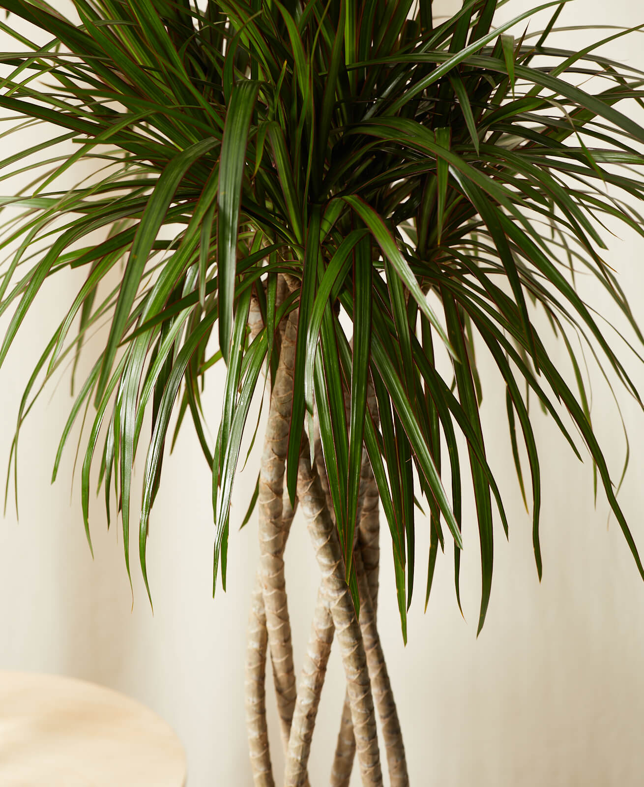 Buy Homeforest Potted Dracaena Marginata Open Weave Buy Homeforest Potted Dracaena Marginata Open Weave