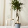 Bloomscape Extra-Large Dracaena Marginata Open Weave potted in Slate Ecopot.