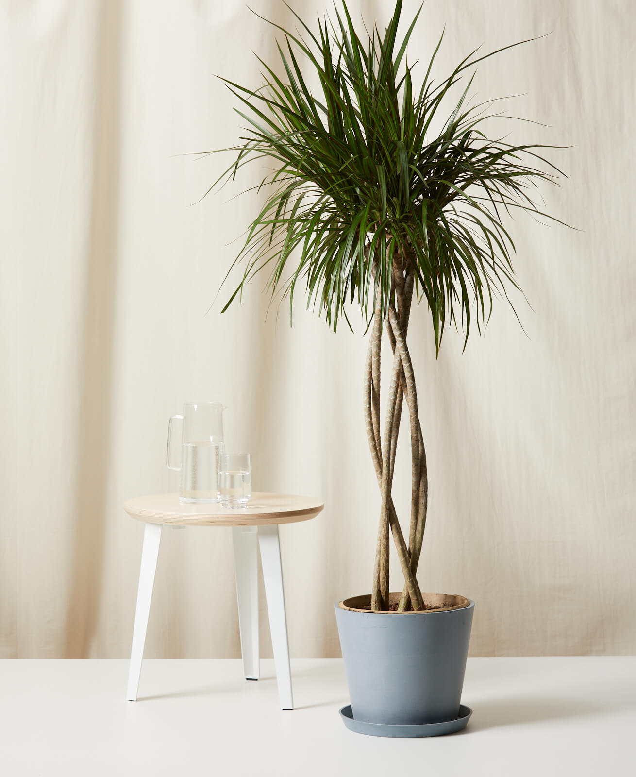 Buy Homeforest Potted Dracaena Marginata Open Weave Bloomscape Extra-Large Dracaena Marginata Open Weave potted in Slate Ecopot.