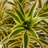 Buy Homeforest Dracaena Song of India